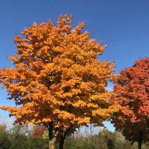 Meet your Posher, Roy